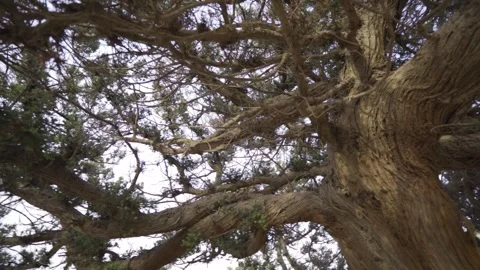 Slow motion medium shot of a big tree, camera following some branches Stock Footage 257949718