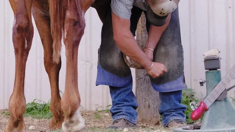 Slow motion medium shot of brown horse legs and a Farrier picking around a Stock Footage 104320034