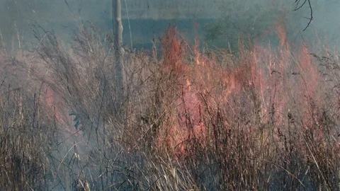 Slow motion medium shot of bush fire in tall grass throwing up debris Video stock 84027397