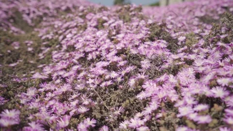 Slow motion medium shot of countless pink and purple asters Stock Footage 257950162