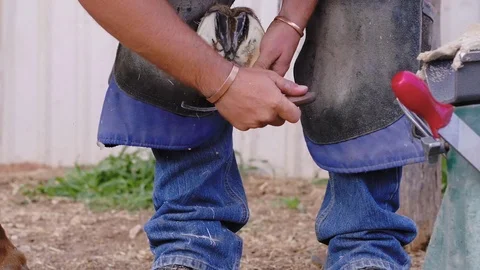 Slow motion medium shot of a Farrier picking around a horse hoof in Stock Footage 104319385