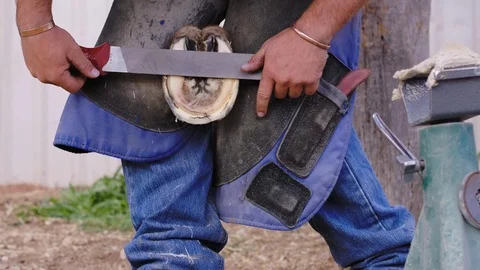 Slow motion medium shot of a Farrier filing the edges of a horse hoof in Stock Footage 104319442