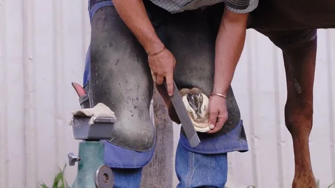 Slow motion medium shot of a Farrier filing the edges and base of a horse Stock Footage 104319933