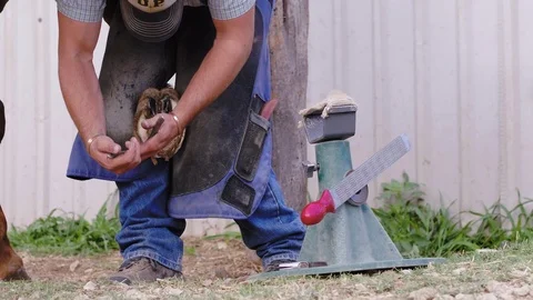 Slow motion medium shot of a Farrier carefully using pinchers to remove Stock Footage 104320105
