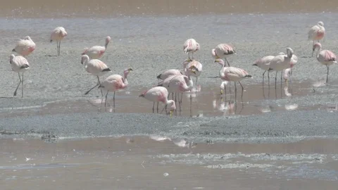 Slow motion medium shot of group of flamingos looking for food in Bolivia Stock-Footage 87776766