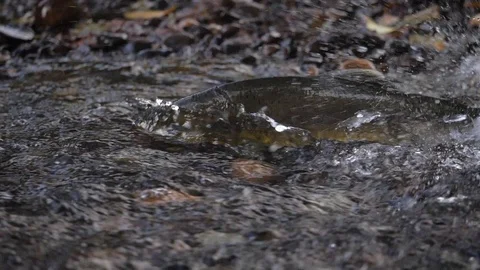 Slow motion medium shot of salmon spawning in British Columbia. Stock Footage 97771326