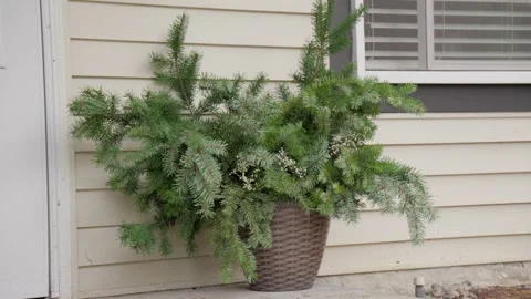 Slow motion, medium wide shot Potted Christmas tree, decorate home for holidays Stock Footage 324535153