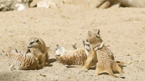 SLOW MOTION: Meerkat flock play on a sand Stock Footage