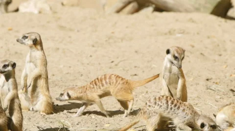 SLOW MOTION: Meerkat flock rest on a sand Stock Footage 67922570