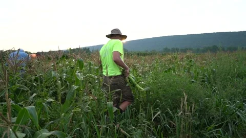 Slow motion of men in corn field picking corn by hand. Stock Footage 135899796