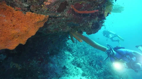 Slow Motion: Men scuba diving by tiny fish swimming and coral-Belize City, Beliz Video stock 149117977