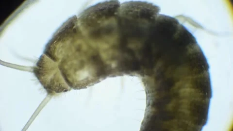 Slow-motion microscope footage of a silverfish insect, showing its silver b.. Stock Footage 285596421