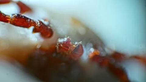 Slow-motion microscopic view of a tick, focusing on its moving legs and hea.. Stock Footage 270148657