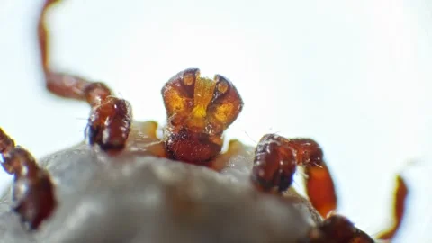 Slow-motion microscopic view of a tick, focusing on its moving legs and hea.. Stock Footage 270517931