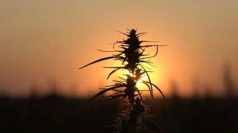 Slow motion mid shot of cannabis at the sunset background. Stock Footage 80906258