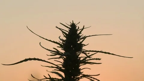 Slow motion mid shot of cannabis at the sunset background. Stock Footage 80906691