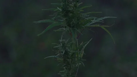 Slow motion mid shot of cannabis at the sunset background. Stock Footage 80907266