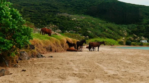 Slow-motion mid shot of lots of wild horses on the beach at Ahipara, New Stock Footage 240843441