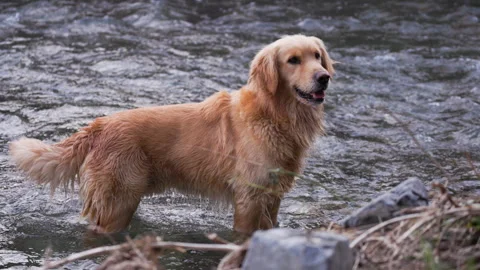 Slow motion of a middle-aged Golden Retriever dog wagging its tail Video stock 290778482