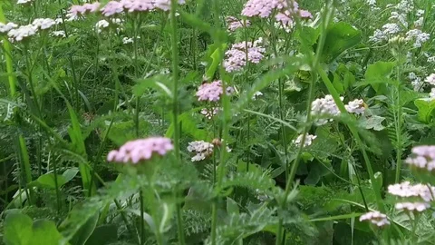 Slow motion, middle white flowers, Alta Badia Stock Footage 79647482