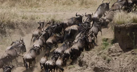 Slow motion Migrating herd wildebeest fighting for survival, Mara river Stock-Footage 160905749