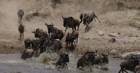 Slow motion Migrating herd wildebeest fighting for survival in the Mara river Stock Footage 160906941