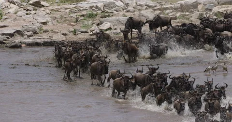 Slow motion Migrating herd wildebeest fighting for survival, running Mara river Stock Footage 160993368