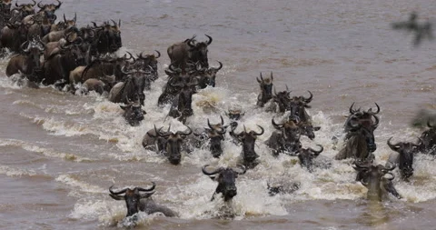 Slow motion Migrating herd wildebeest fighting for survival in the Mara river Stock Footage 160993369