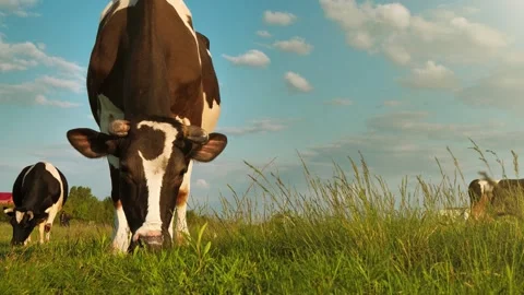 Slow Motion Milk cows on the beautiful meadow Stock Footage 240758409
