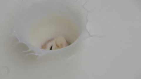 Slow motion milk splash. The champignon falls into the milk. Stock Footage 225487671