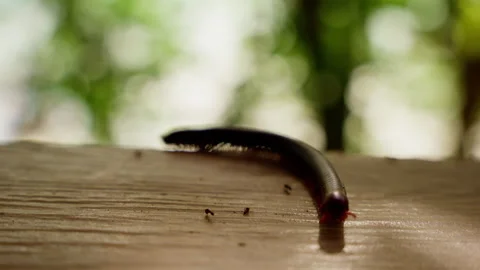 Slow-motion millipede crawling across wooden surface, tiny ants darting around Stock Footage 308679313