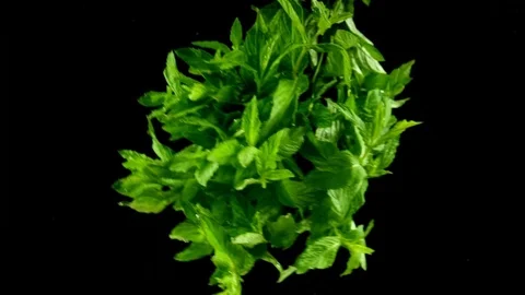 Slow motion mint under the water Stock Footage 108125738