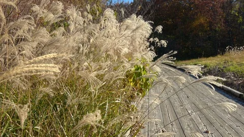 Slow motion of Miscanthus sinensis, maiden silvergrass waving in the wind, 4K Stock Footage 114165313