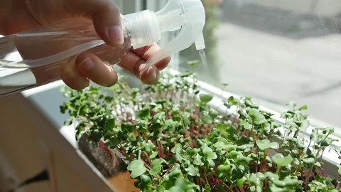 Slow motion of misting microgreens on windowsill 스톡 동영상 202188325