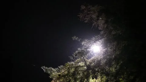 Slow Motion Misty Tree Video stock 252010203