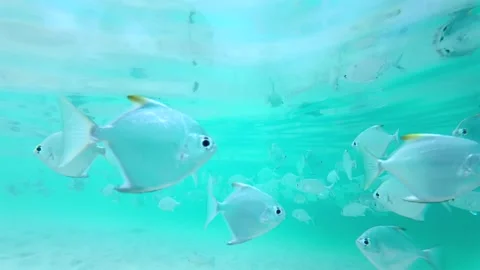 Slow Motion Mix Of Silver Moonfish And Caranx Swimming Near Sandy Bottom Stock Footage 329628040