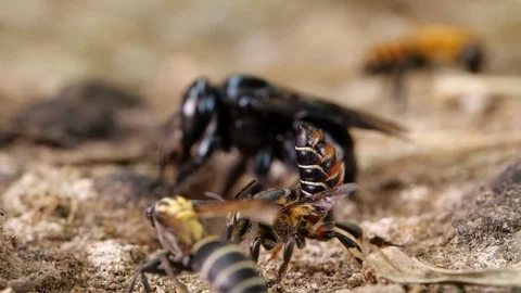 Slow motion of a mixed group of native bee species Stock Footage 100246547