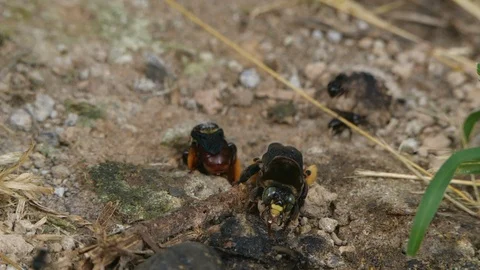 Slow motion of a mixed group of native bees and wasps Stock Footage 103127337