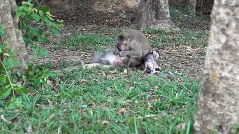 Slow motion moment of pleasure feeling by a monkey in Angkor Wat, Siem Reap-Dan Stock Footage 119056571