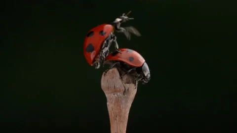 Slow motion of the moment two ladybugs fly. Stock Footage 221450126