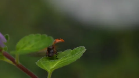 Slow motion of the moment when a ladybug flies. Vídeos de archivo 171045508