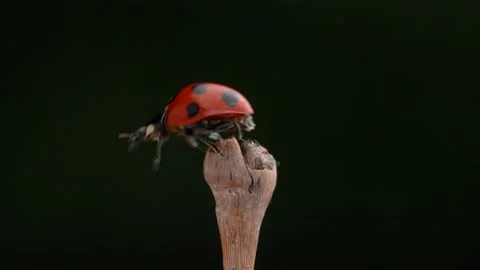 Slow motion of the moment when a ladybug flies. Stock Footage 221450109