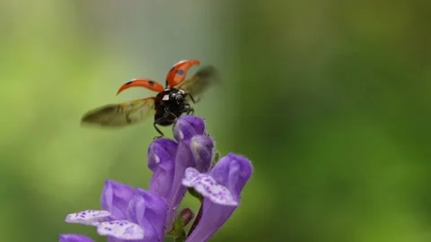 Slow motion of the moment when a ladybug flies. Stock Footage 227078910