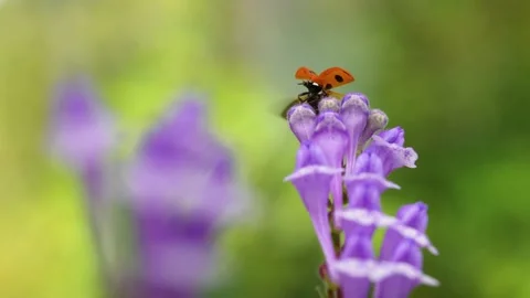 Slow motion of the moment when a ladybug flies. Video stock 234464618