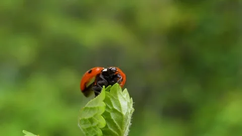 Slow motion of the moment when a ladybug flies. Stock Footage 262500923
