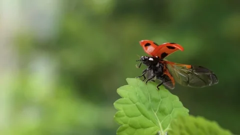 Slow motion of the moment when a ladybug flies. Stock Footage 263693003
