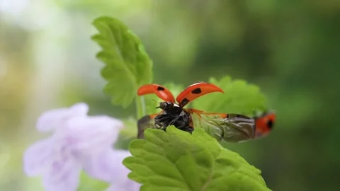 Slow motion of the moment when a ladybug flies. Stock Footage 270279047