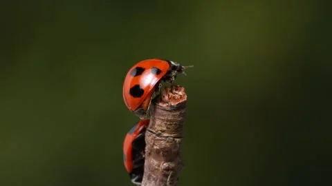 Slow motion of the moment when a ladybug flies. Stock Footage 309750360