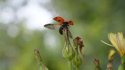 Slow motion of the moment when a ladybug flies. Stock Footage 326836938