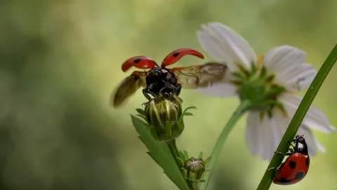 Slow motion of the moment when a ladybug flies. 스톡 동영상 327890649